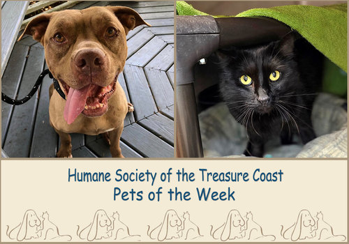HSTC Macaroni Pets of the Week, Chopper & Baby Cat