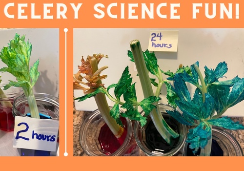 Celery Food Experiment Science Fun