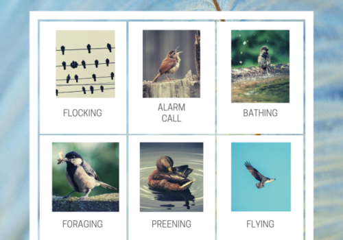 Bird Bingo