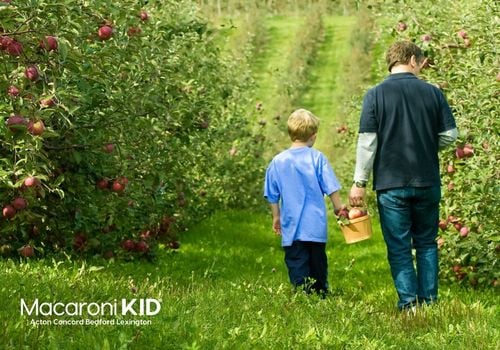 Man and boy in apple orchard