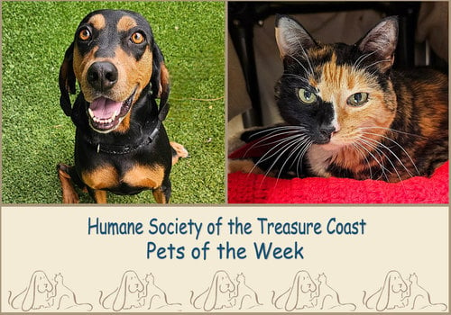HSTC Macaroni Pets of the Week, Luna the dog and Chloe the cat