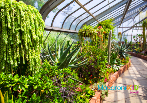 Indoor greenhouse