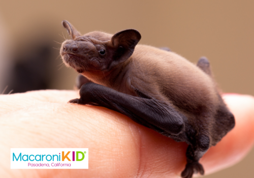 Beautiful Baby Bat