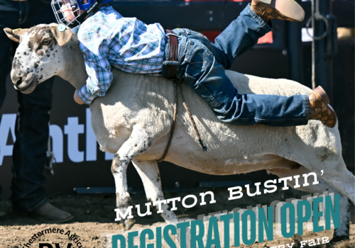 Mutton Bustin at the Chestermere Country Fair