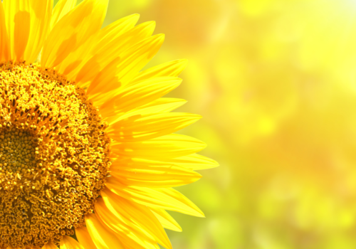 Sunflowers on blurred sunny background