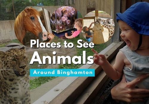 Zoos Farms Animals Aquariums around Binghamton
