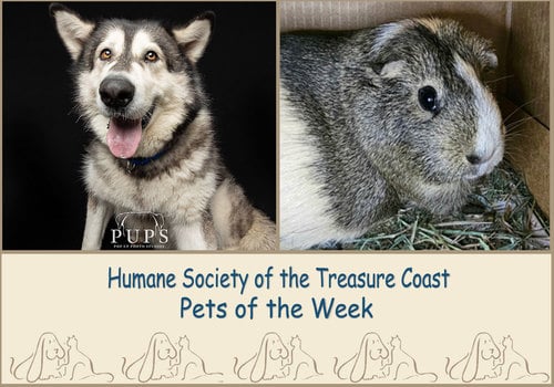 Bumbi, a grey & white Alaskan Malamute dog and Beverly, a grey & white guinea pig