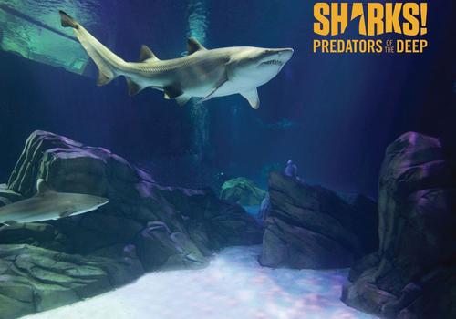 Large shark at Aquarium