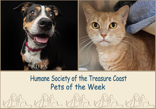 HSTC Macaroni Pets of the Week, Roxy and Muffin