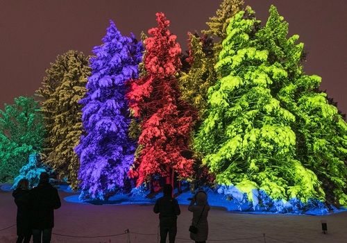 Lighted trees at The Morton Arboretum Illumination
