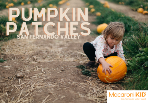 pumpkin patches, fall, 2021, family fun, pumpkins, farms