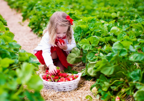 Girl picking strawberries