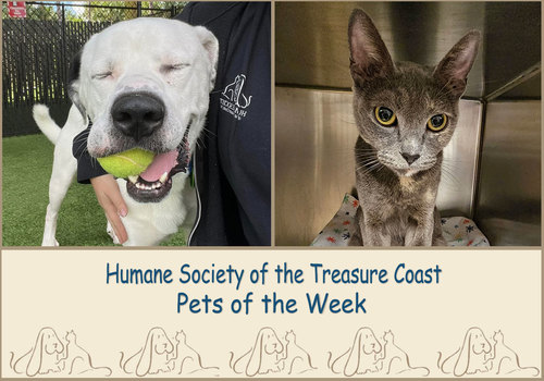 HSTC Macaroni Pets of the Week, Bolt and Anastasia