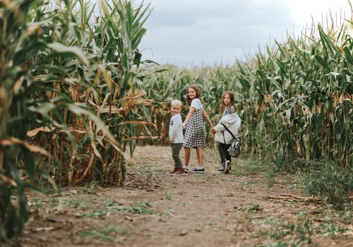 Corn Maze