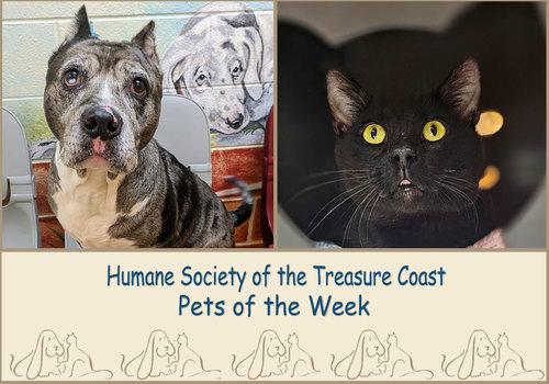 HSTC Macaroni Pets of the Week, Harper and Pesto