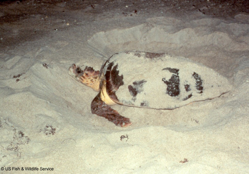 Sea Turtle