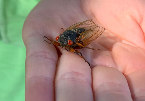 Cicada Summer 2024