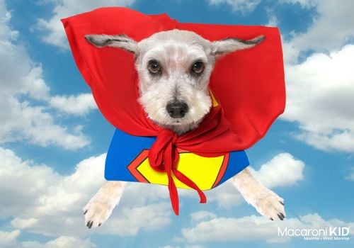 Dog in superman cape, flying to all the great movie deals at Tinseltown 17 in West Monroe, Louisiana