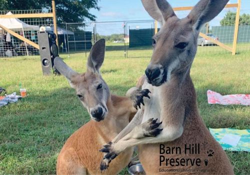 Save 30% at BArn Hill Preserve two kangaroos in photo