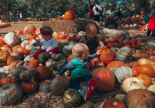 Toddlers at Pumpkin Patch