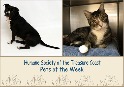 HSTC Macaroni Pets of the Week Beans and Marley