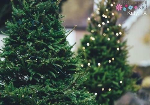 Recycle Christmas tree in Katy Texas