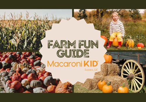 4 farm fall images, corn, child on pumpkin, gourds, pumpkins on olive background.