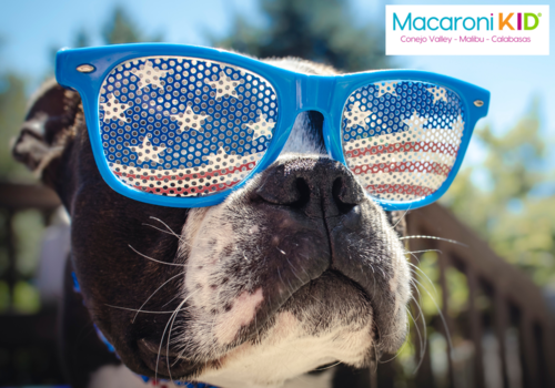 Cute dog wearing patriotic glasses