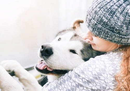 3 Tips To Improve Your Relationship With Your Dog
