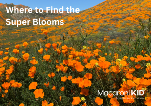 Where to Find the Super Blooms in California