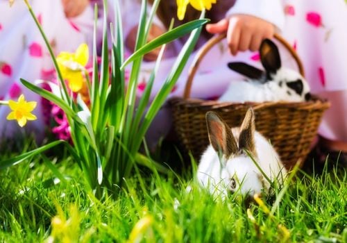 Easter Bunny Basket & Lilly