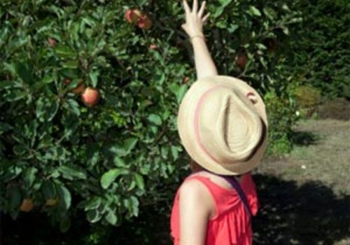 Apple Picking Westchester