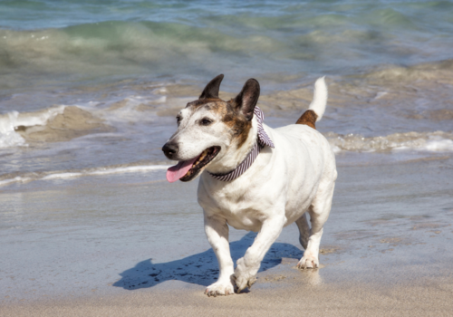 Dog parks and Beaches in Anne Arundel County