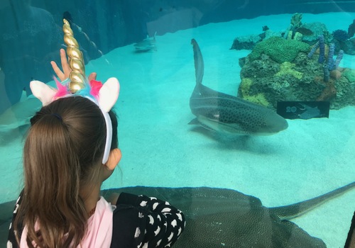 Aquarium fun