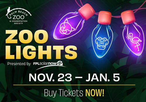 Zoo Lights 2024 Article