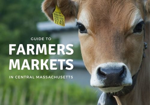 Photo of a brown cow in grass with text: Guide to Farmers Markets in Central Massachusetts