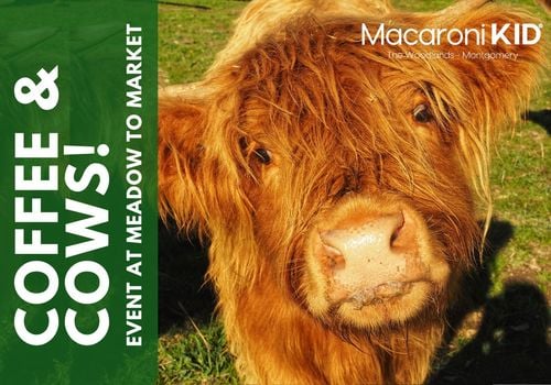 Coffee and Cows event at meadow to market in montgomery texas for family mom fun with kids this fall North Houston Events Magnolia Conroe The Woodlands Family