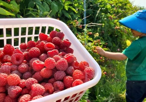 U-Pick Raspberries at Apple Hills in Binghamton NY