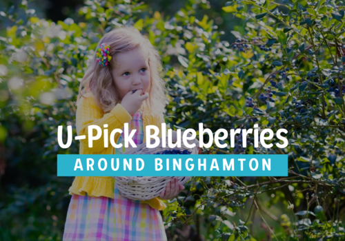 Binghamton upick blueberries