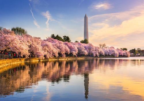 Cherry Blossoms at the Tidal Basin