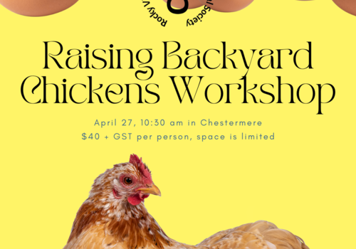 Raising Backyard Chickens Workshop