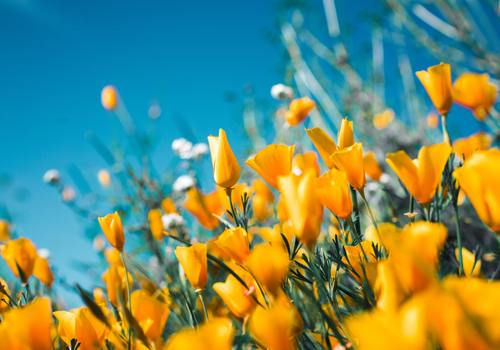 Golden yellow cone shaped flowers with white flowers on bright blue sky