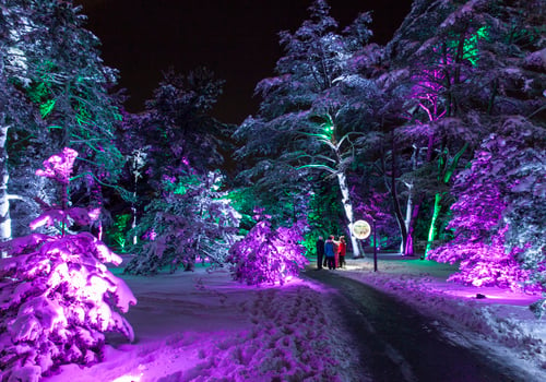 Illumination: Tree Lights at The Morton Arboretum