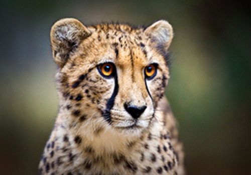 saving-a-species-cheetah