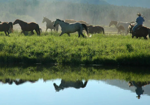 Vista Verde Ranch