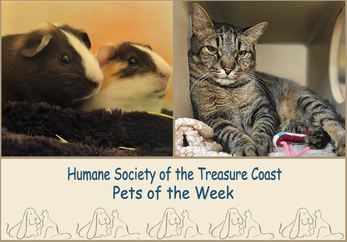 HSTC Macaroni Pets of the Week, Peek and Boo and Pico