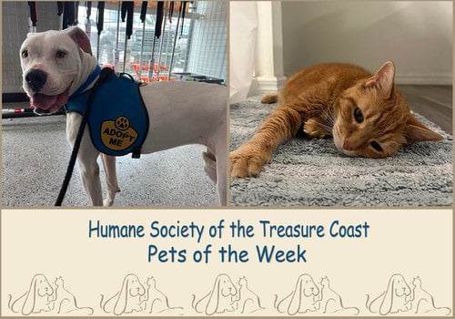 HSTC Macaroni Pets of the Week, Lola Jean and Biscuits