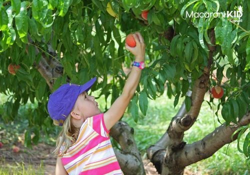 Girl picking peaches