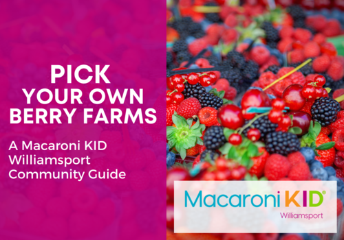 Berry Guide, Berry Picking, You Pick, Williamsport, Strawberries, Blueberries, Raspberries