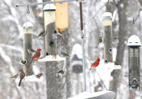 Lots of bird eating at bird feeders while snow falls